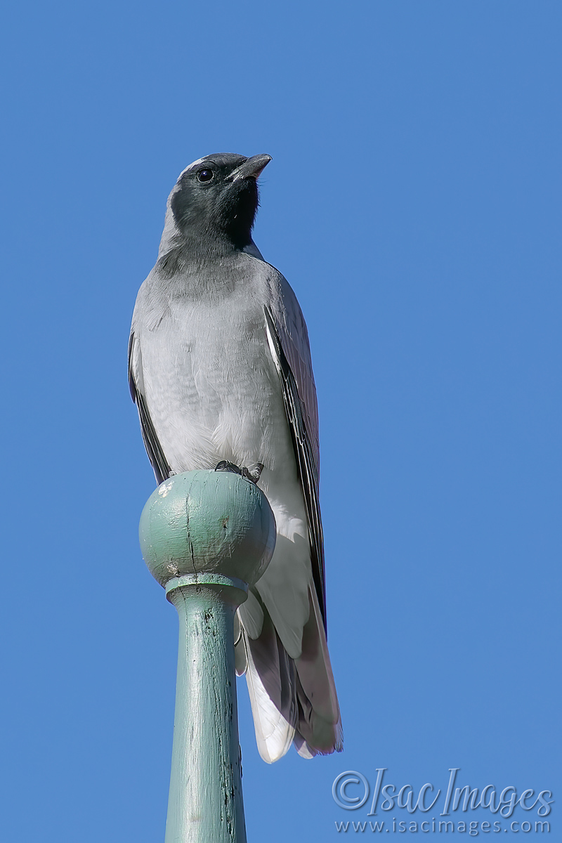 Click image for larger version

Name:	1370-Black_Faced_Cuckoo_Shrike.jpg
Views:	58
Size:	313.7 KB
ID:	503113