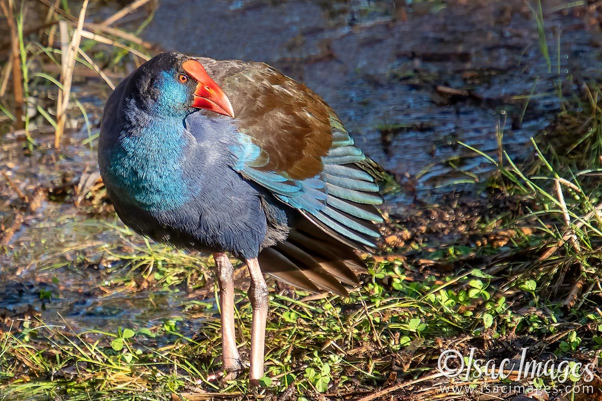 Click image for larger version

Name:	1550-Purple_Swamphen.jpg
Views:	52
Size:	276.7 KB
ID:	503192