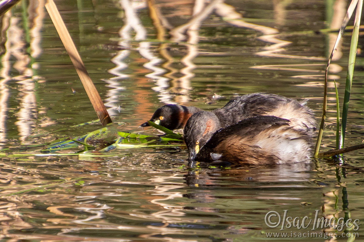 Click image for larger version

Name:	1071-Grebes.jpg
Views:	60
Size:	301.4 KB
ID:	503382