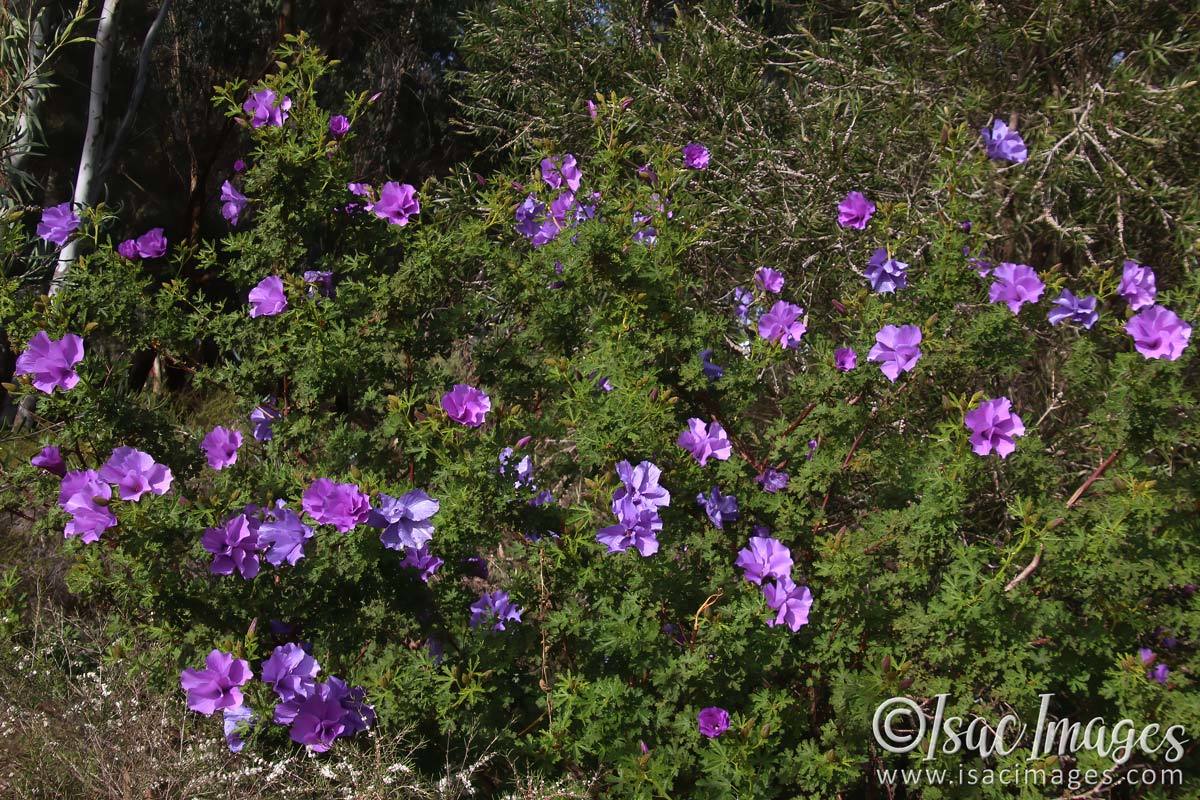 Click image for larger version

Name:	1631-Wild_Hibiscus.jpg
Views:	43
Size:	266.7 KB
ID:	503384