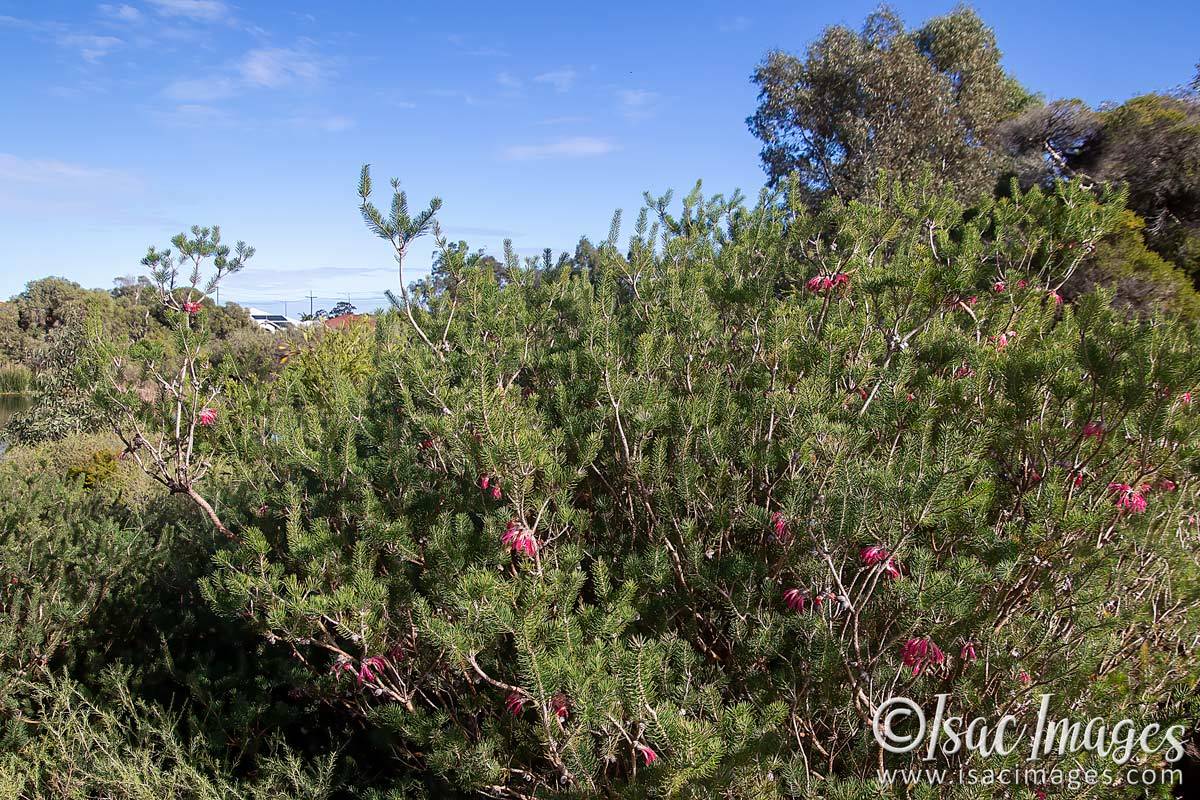 Click image for larger version

Name:	1337-One_Sided_Bottlebrush_Bush.jpg
Views:	39
Size:	281.8 KB
ID:	503385