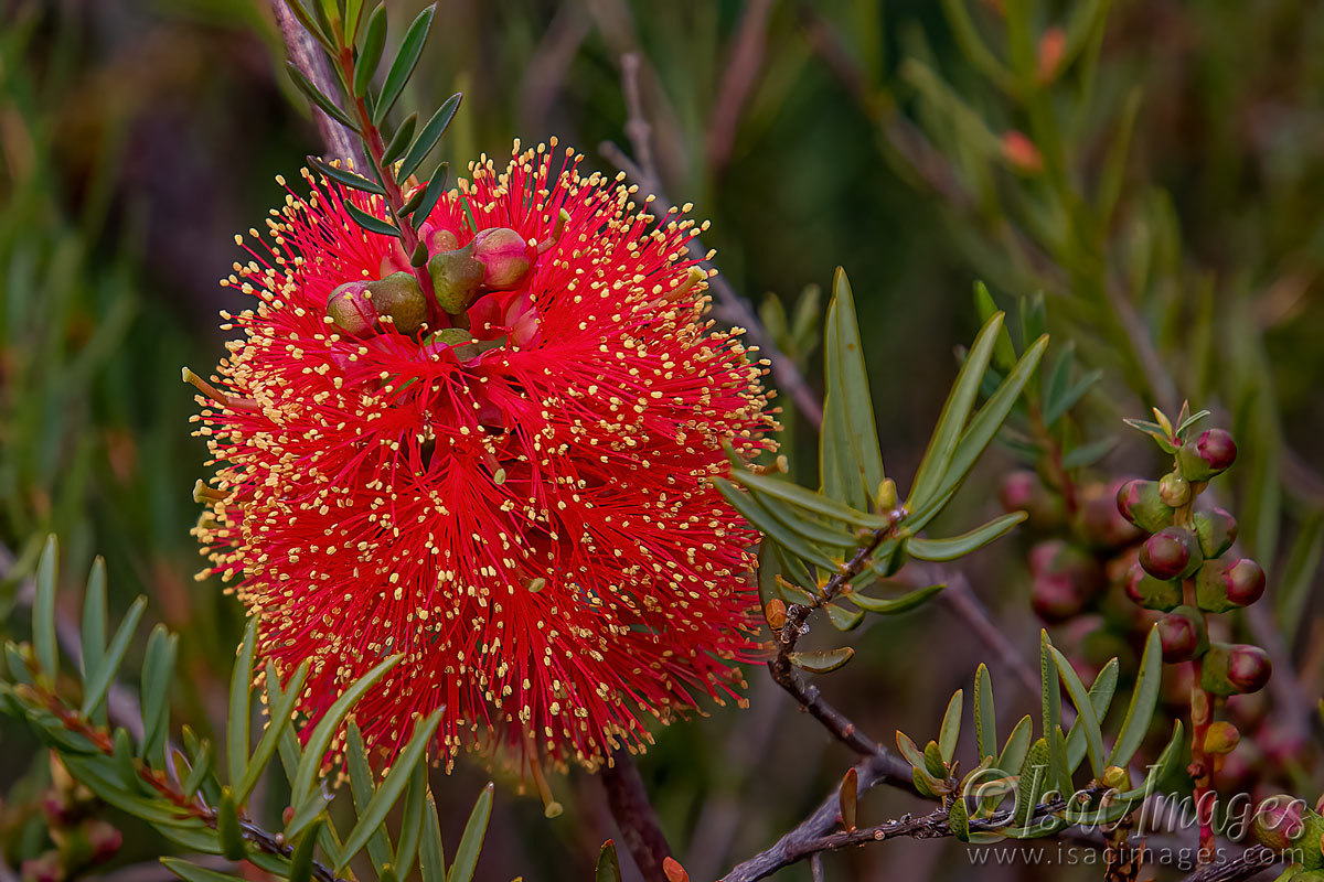 Click image for larger version

Name:	1307-Scarlet_Callistemon.jpg
Views:	48
Size:	301.6 KB
ID:	503387