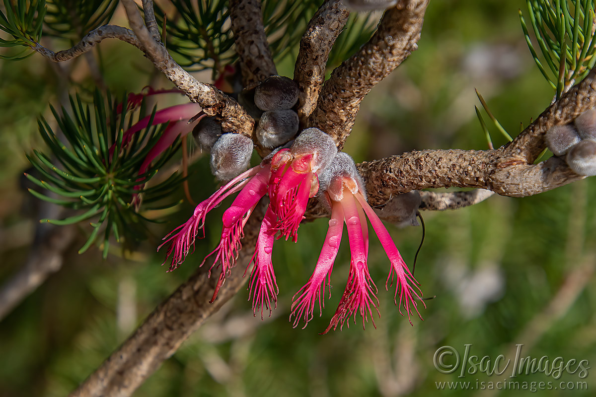 Click image for larger version

Name:	1338-One_Sided_Bottlebrush.jpg
Views:	40
Size:	297.6 KB
ID:	503389