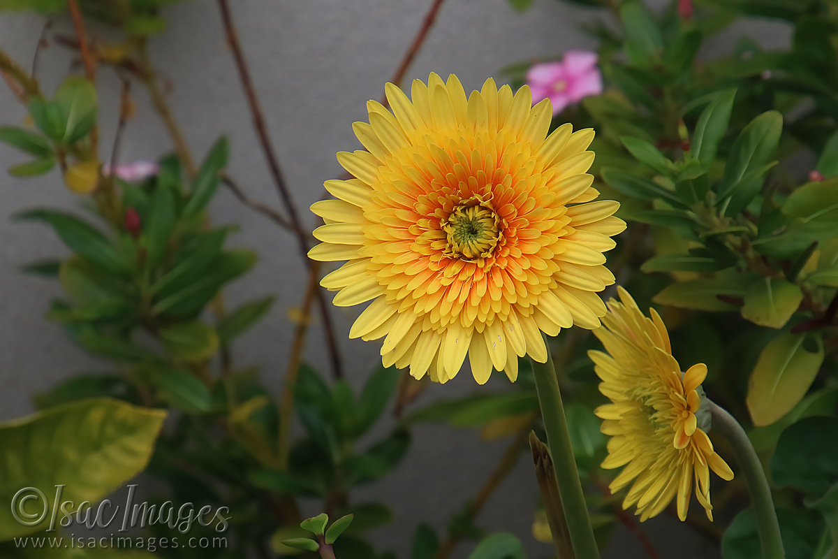 Click image for larger version

Name:	1652-Yellow_Gerbera.jpg
Views:	28
Size:	282.6 KB
ID:	503391