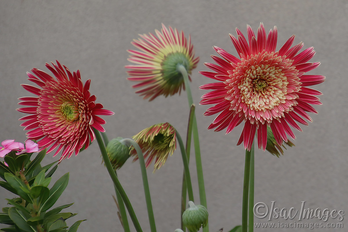 Click image for larger version

Name:	1653-Pink_Gerbera.jpg
Views:	24
Size:	283.0 KB
ID:	503392