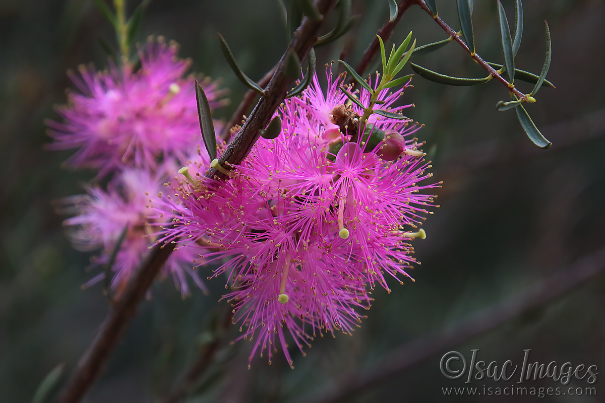 Click image for larger version

Name:	1654-Hot_Pink_Callistemon.jpg
Views:	25
Size:	285.6 KB
ID:	503393