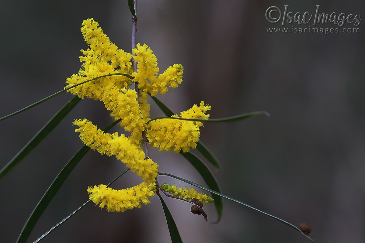 Click image for larger version

Name:	1656-Yellow_Wattle.jpg
Views:	26
Size:	277.3 KB
ID:	503394