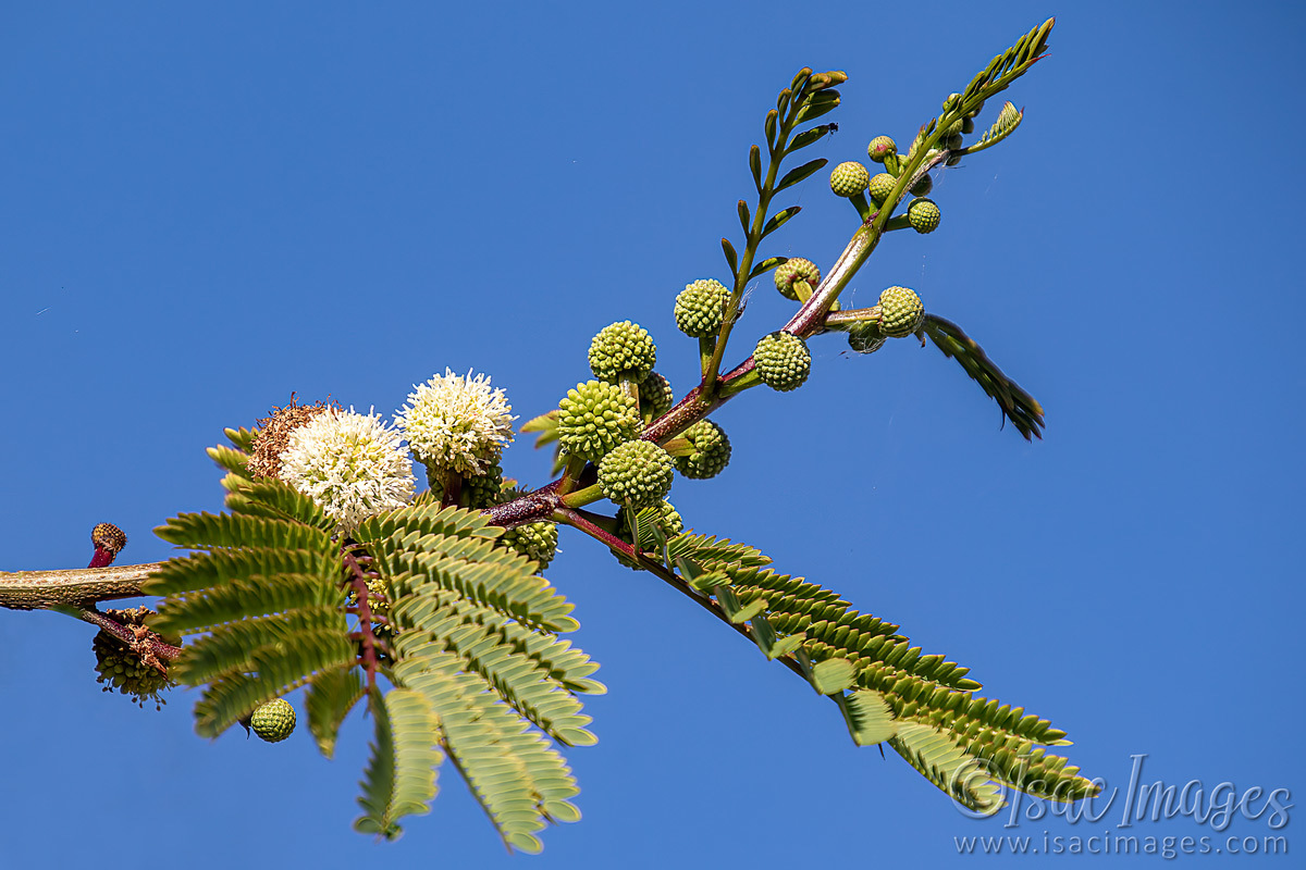 Click image for larger version

Name:	1809-Pom_Pom_Leucaena_leucocephala.jpg
Views:	60
Size:	290.2 KB
ID:	503397