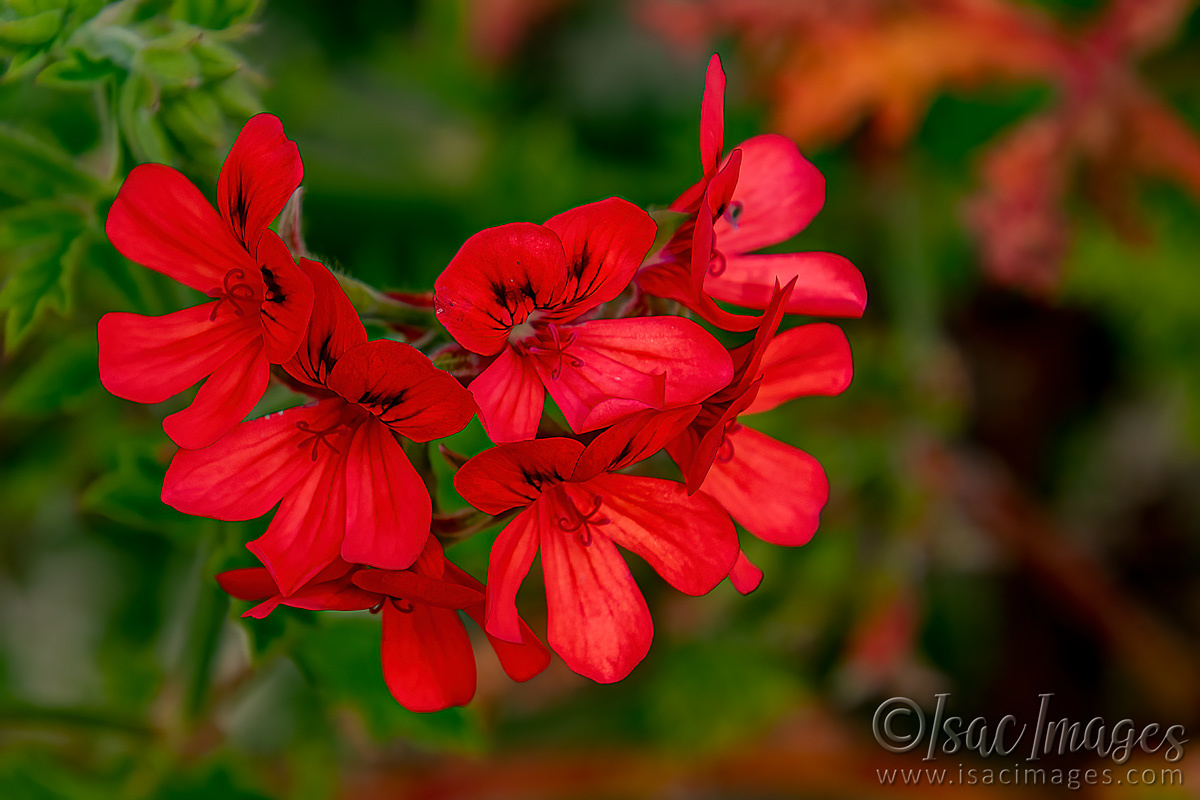 Click image for larger version

Name:	1757-Scented Geranium (Pelargonium 'Old Scarlet Unique').jpg
Views:	60
Size:	297.7 KB
ID:	503399