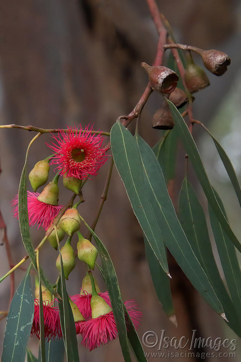 Click image for larger version

Name:	1660-Red_Flowering_Gum.jpg
Views:	61
Size:	136.8 KB
ID:	503401