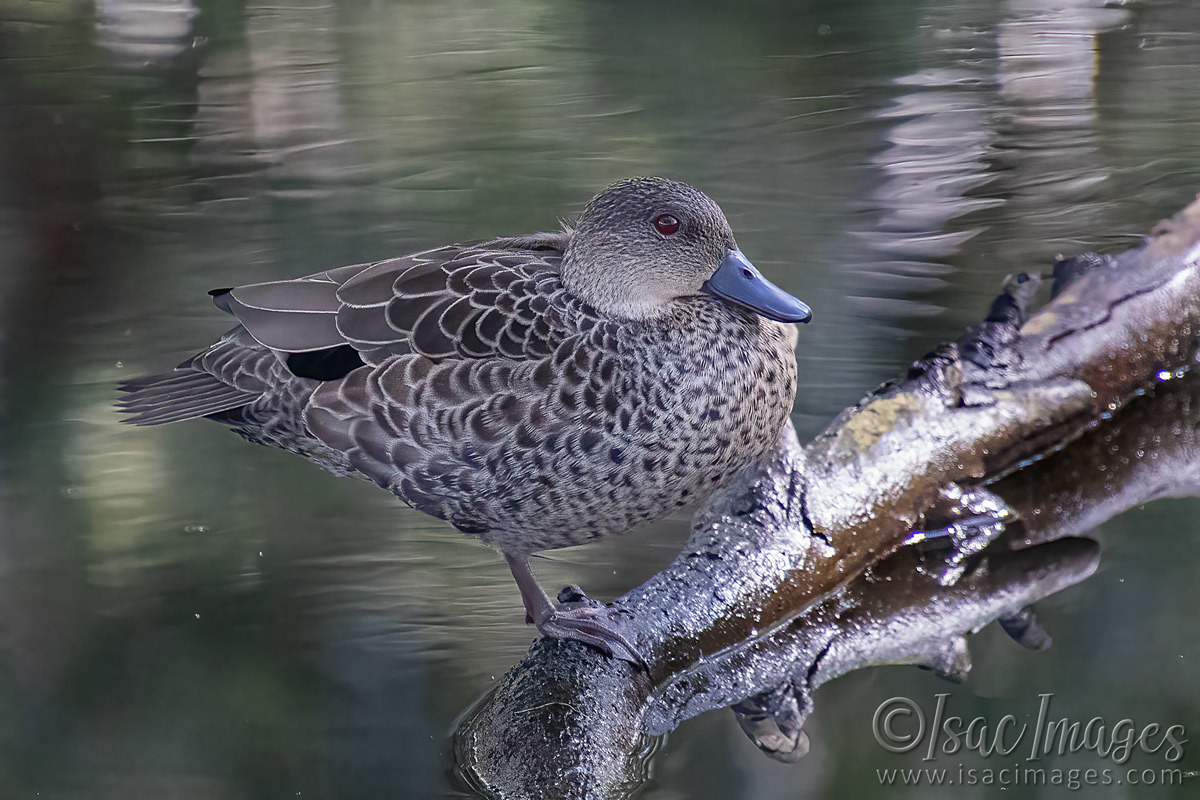 Click image for larger version

Name:	1791-Grey_Teal_Duck.jpg
Views:	44
Size:	279.4 KB
ID:	503403