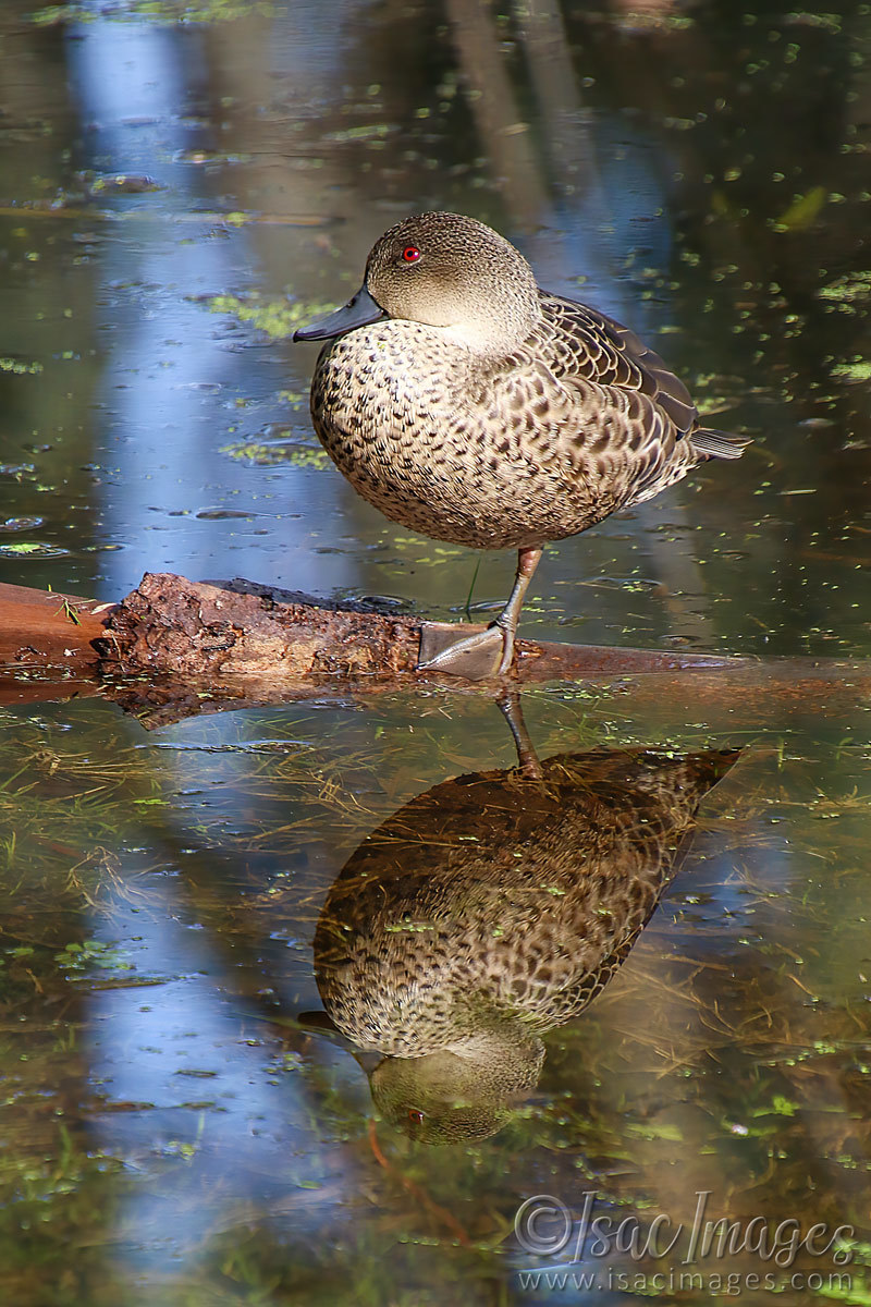 Click image for larger version

Name:	1630-Grey_Teal_Juvenile.jpg
Views:	39
Size:	304.0 KB
ID:	503404