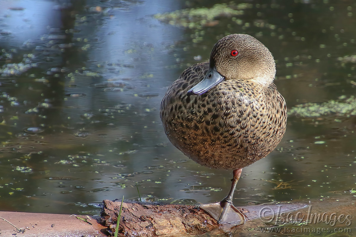 Click image for larger version

Name:	1627-Grey_Teal_Juvenile.jpg
Views:	41
Size:	297.3 KB
ID:	503405