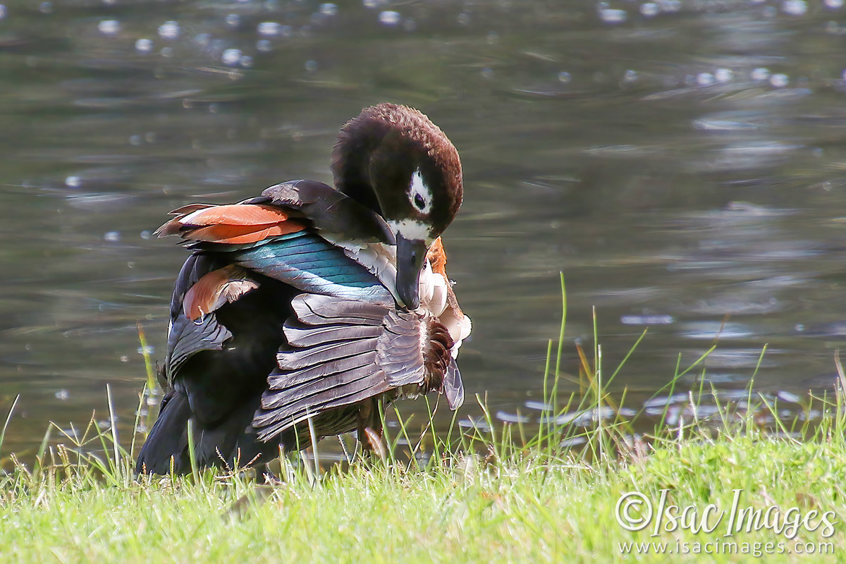 Click image for larger version

Name:	1624-Shelduck.jpg
Views:	42
Size:	295.9 KB
ID:	503406