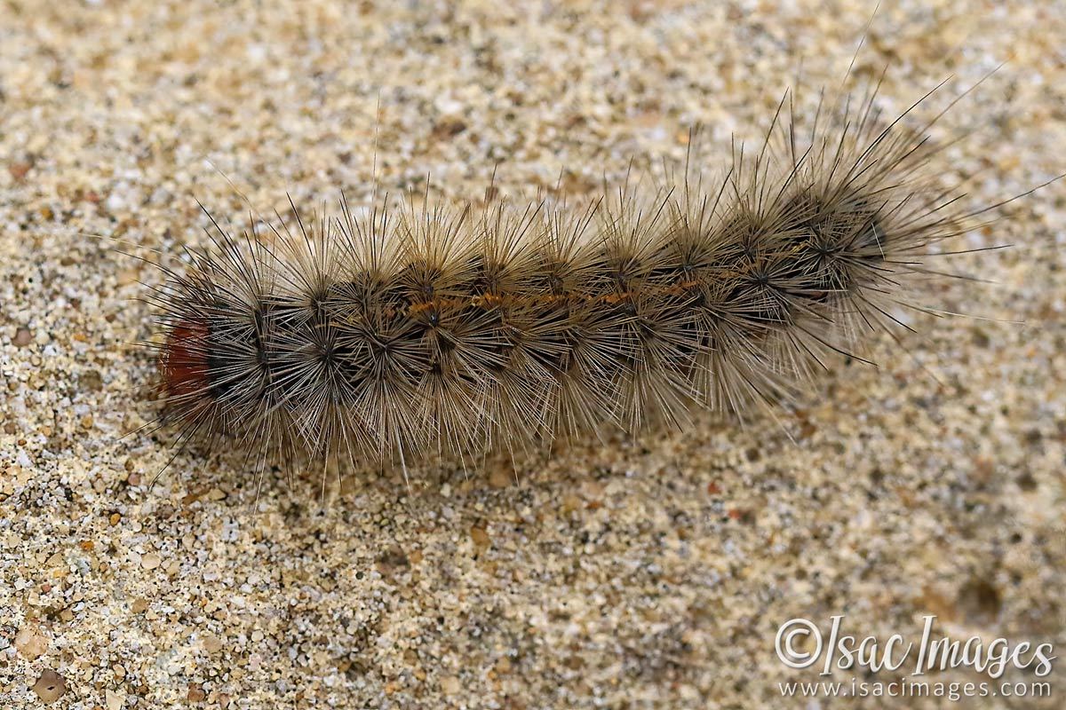 Click image for larger version

Name:	1735-Caterpillar.jpg
Views:	43
Size:	232.8 KB
ID:	503413