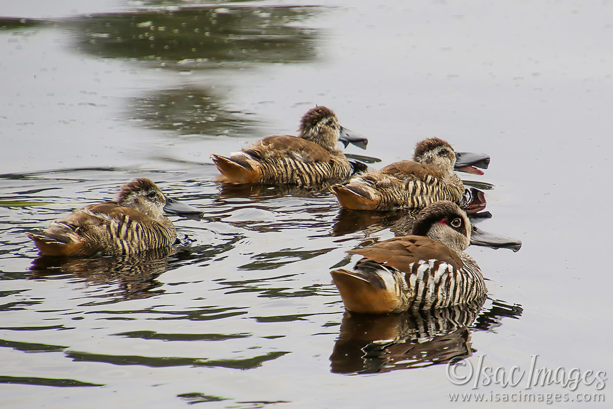 Click image for larger version

Name:	1714-Pink_Eared_Ducks.jpg
Views:	42
Size:	297.6 KB
ID:	503415