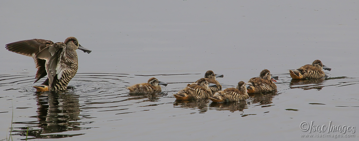 Click image for larger version

Name:	1684-Pink_Eared_Ducks.jpg
Views:	37
Size:	283.4 KB
ID:	503416