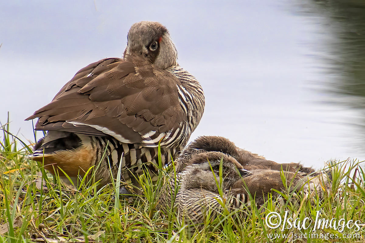 Click image for larger version

Name:	1750-Pink_Eared_Ducks_Family.jpg
Views:	41
Size:	280.4 KB
ID:	503417