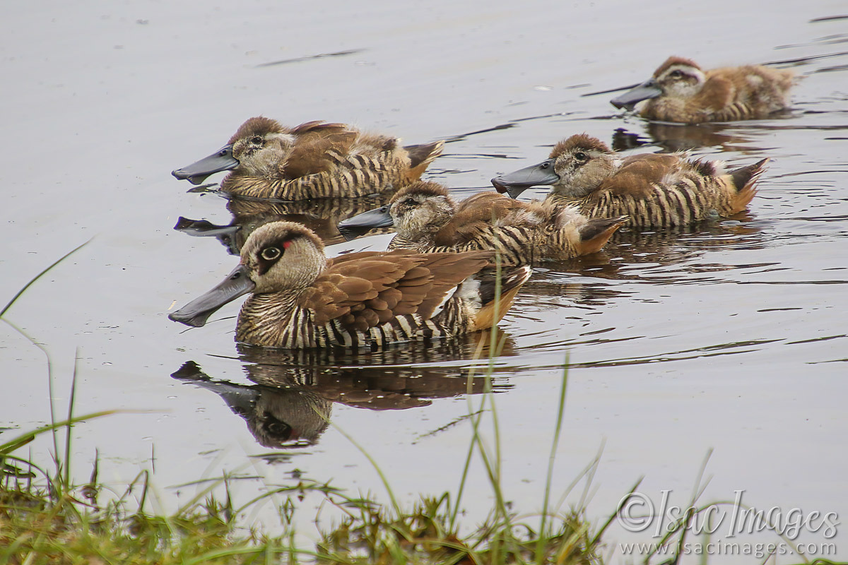 Click image for larger version

Name:	1689-Pink_Eared_Ducks.jpg
Views:	39
Size:	282.1 KB
ID:	503418