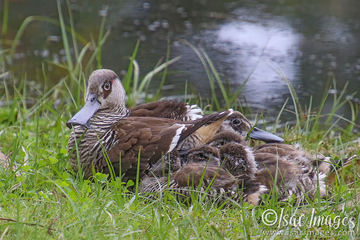 Click image for larger version

Name:	1673-Pink_Eared_Ducks.jpg
Views:	27
Size:	282.5 KB
ID:	503421