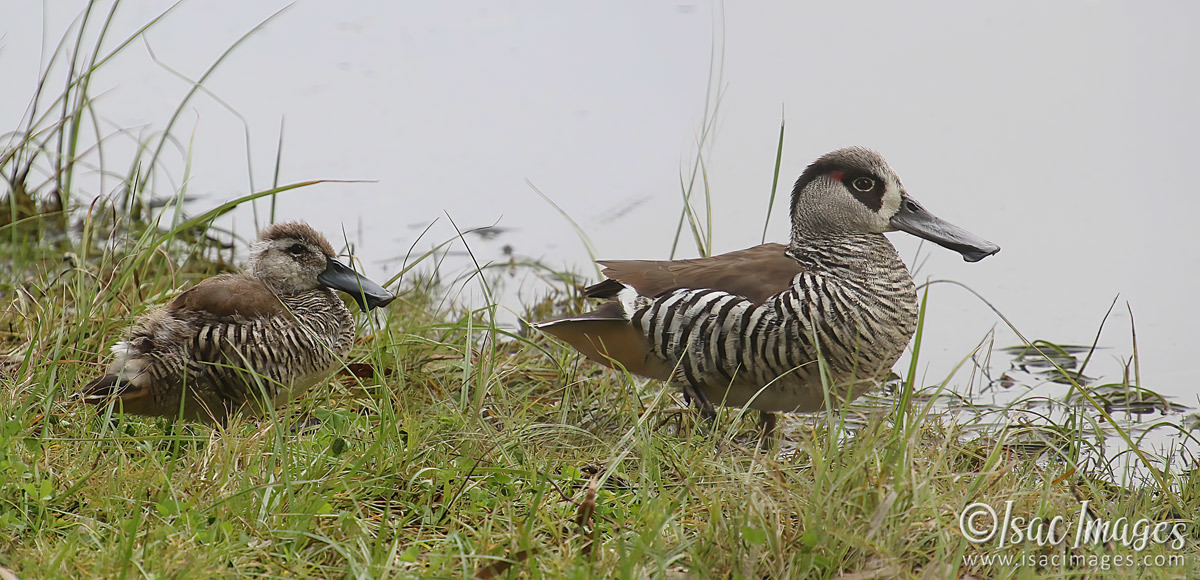 Click image for larger version

Name:	1710-Pink_Eared_Ducks.jpg
Views:	25
Size:	294.1 KB
ID:	503422