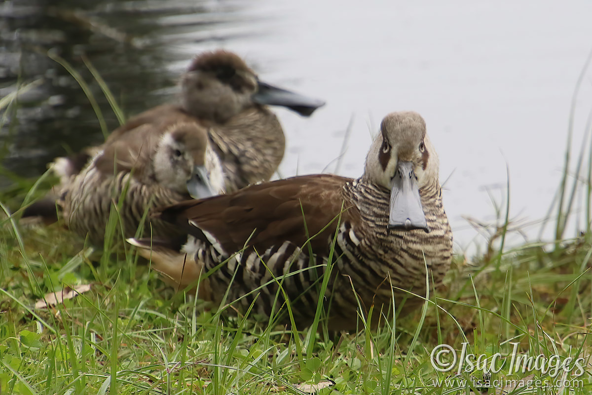 Click image for larger version

Name:	1700-Pink_Eared_Ducks.jpg
Views:	25
Size:	275.7 KB
ID:	503423