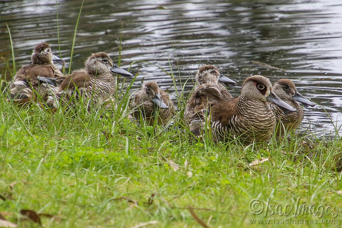 Click image for larger version

Name:	1696-Pink_Eared_Ducks.jpg
Views:	22
Size:	265.6 KB
ID:	503424