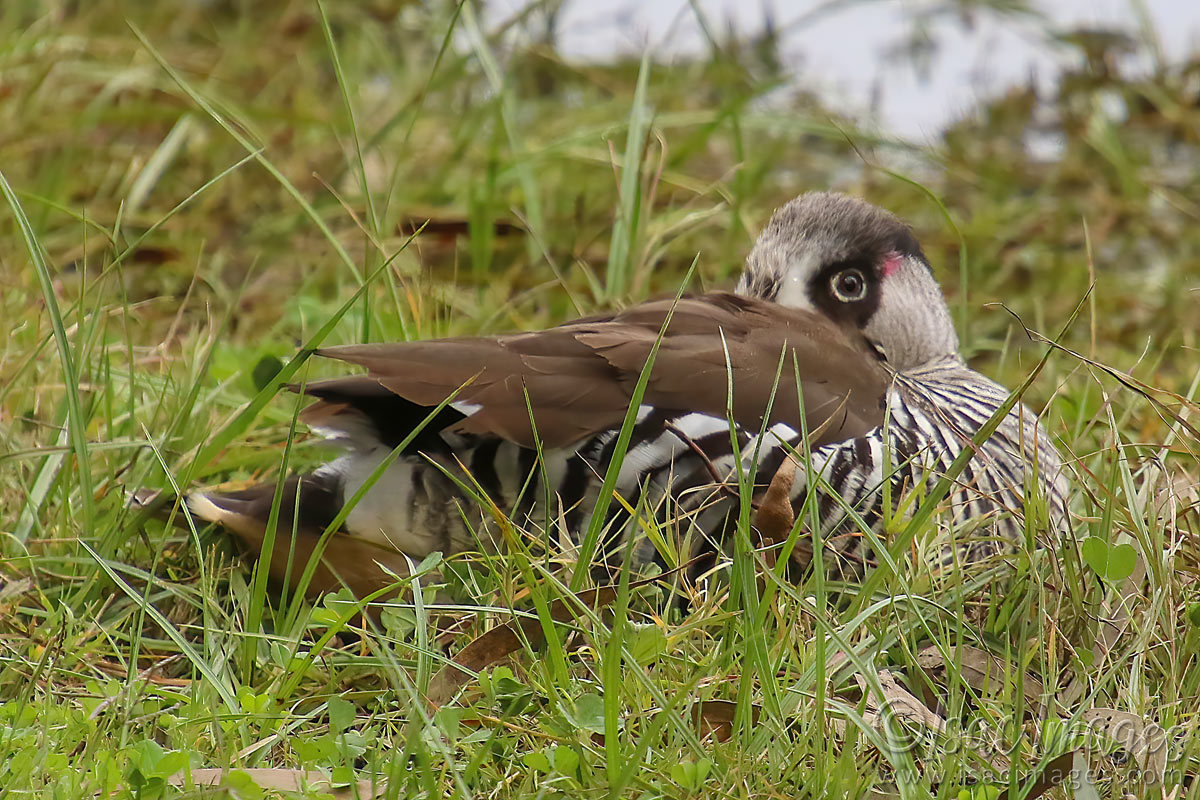 Click image for larger version

Name:	1676-Pink_Eared_Duck.jpg
Views:	20
Size:	300.4 KB
ID:	503425