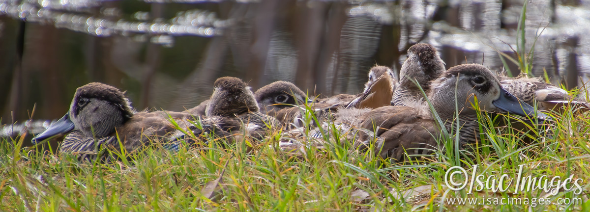 Click image for larger version

Name:	1869-Pink_Eared_Ducks_Family.jpg
Views:	52
Size:	291.1 KB
ID:	503556