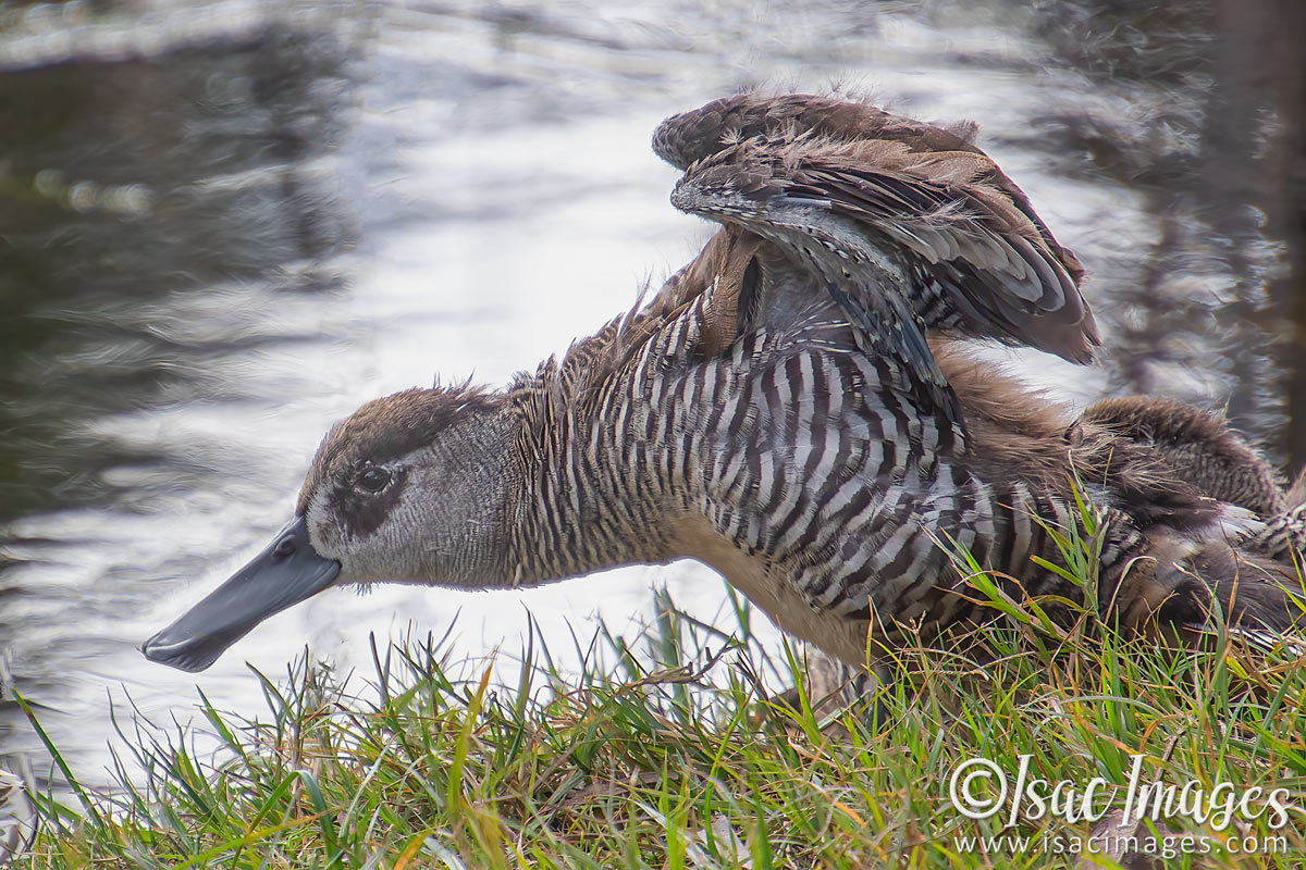 Click image for larger version

Name:	1907-Pink_Eared_Duck.jpg
Views:	44
Size:	295.9 KB
ID:	503557