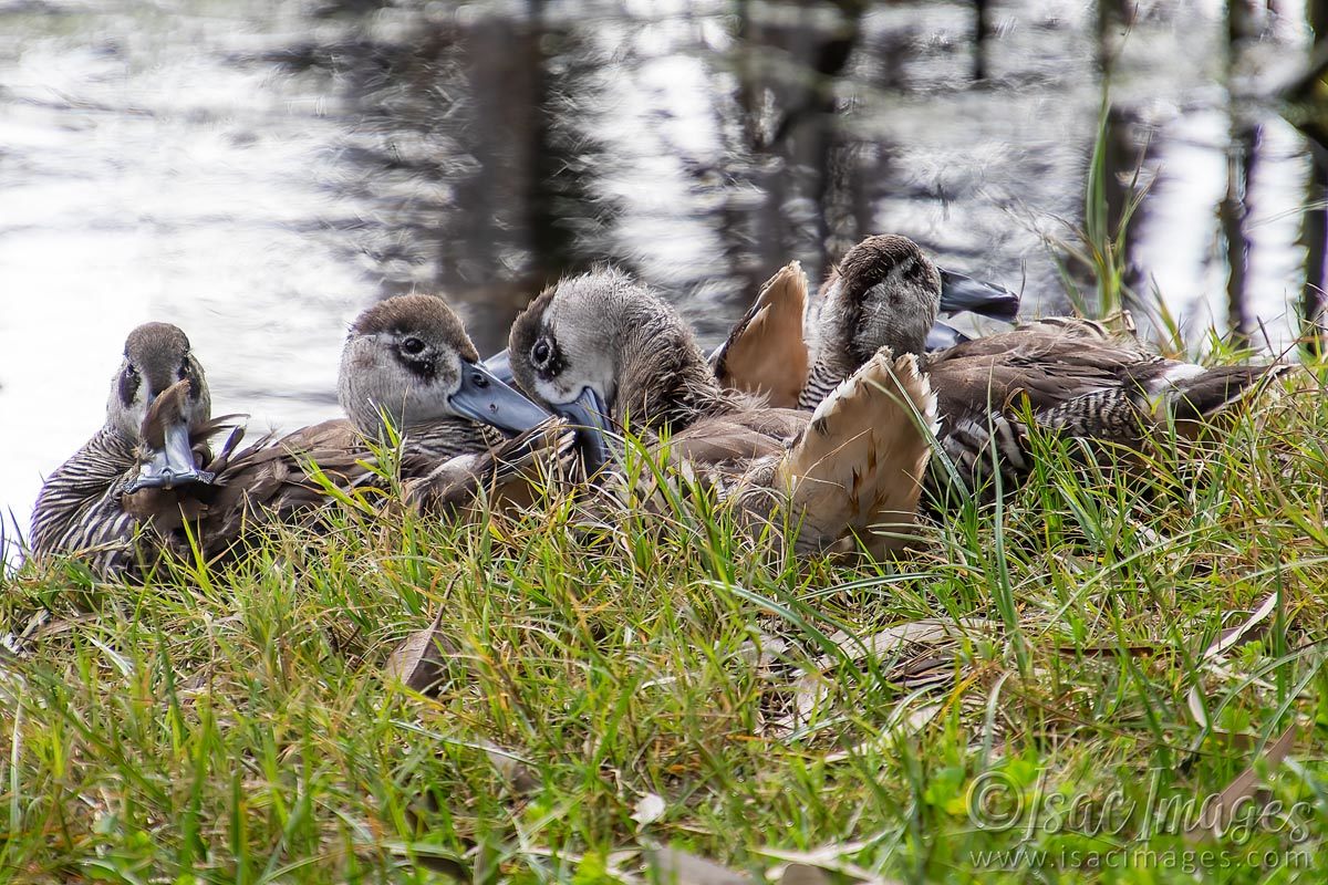 Click image for larger version

Name:	1896-Pink_Eared_Ducks_Family.jpg
Views:	44
Size:	277.8 KB
ID:	503558