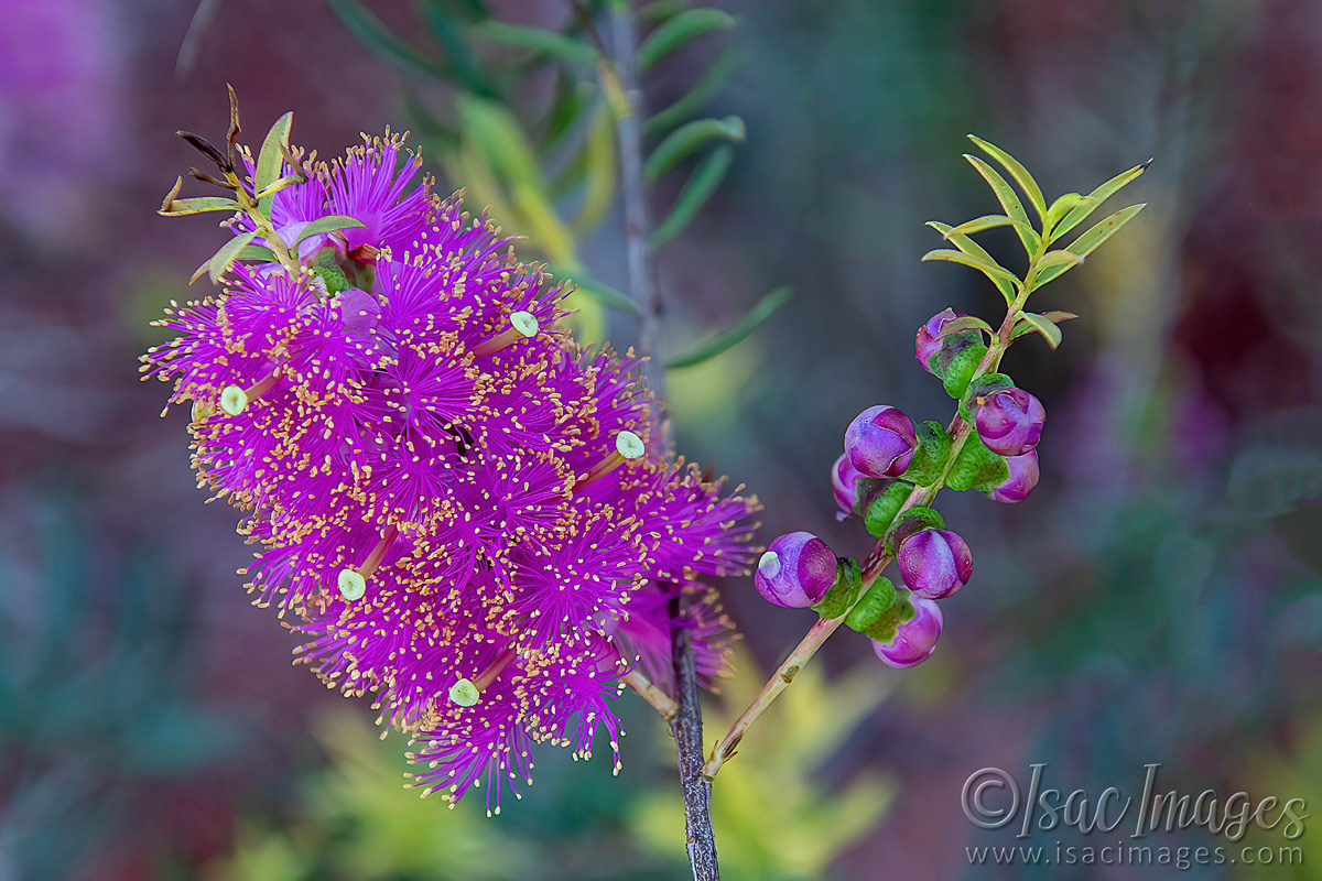 Click image for larger version  Name:	1980-Hot_Pink_Callistemon.jpg Views:	0 Size:	299.2 KB ID:	503563