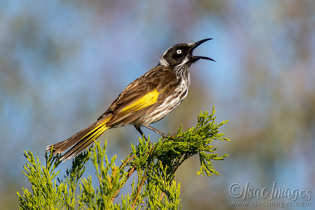 Click image for larger version

Name:	1959-New_Holland_Honeyeater.jpg
Views:	55
Size:	299.2 KB
ID:	503565