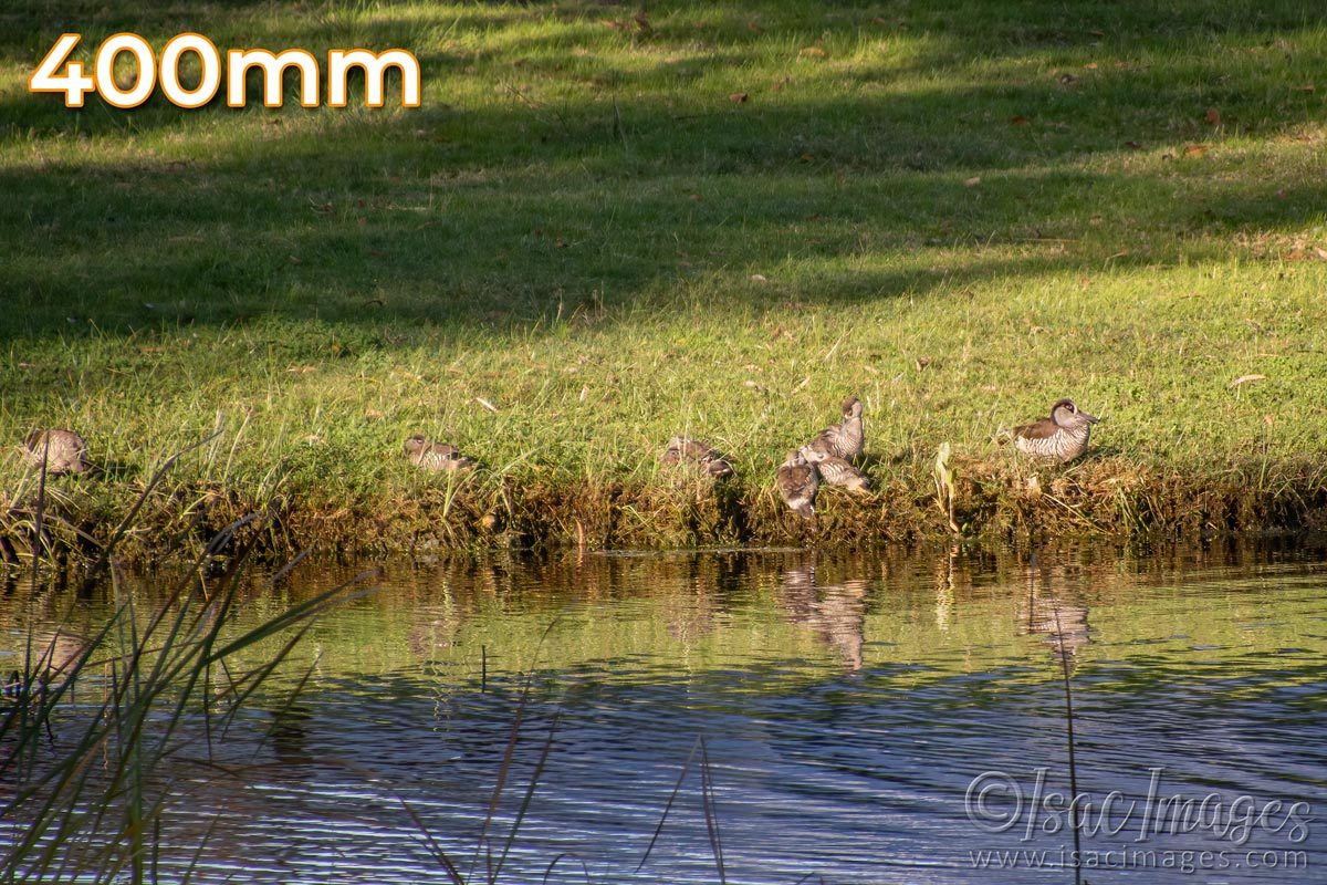 Click image for larger version

Name:	1954-Lake_Pink_Eared_Ducks_400mm.jpg
Views:	35
Size:	271.7 KB
ID:	503568