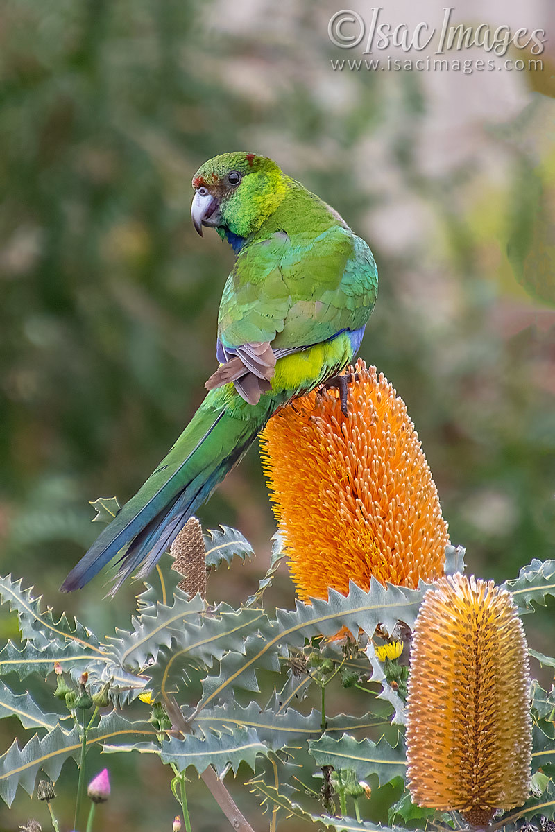 Click image for larger version  Name:	2040-Red_Capped_Parrot-(Purpureicephalus_spurius).jpg Views:	0 Size:	298.6 KB ID:	503625