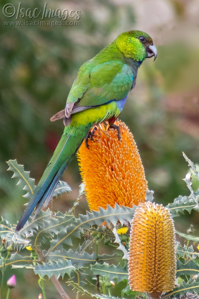 Click image for larger version  Name:	2045-Red_Capped_Parrot-(Purpureicephalus_spurius).jpg Views:	0 Size:	301.8 KB ID:	503626