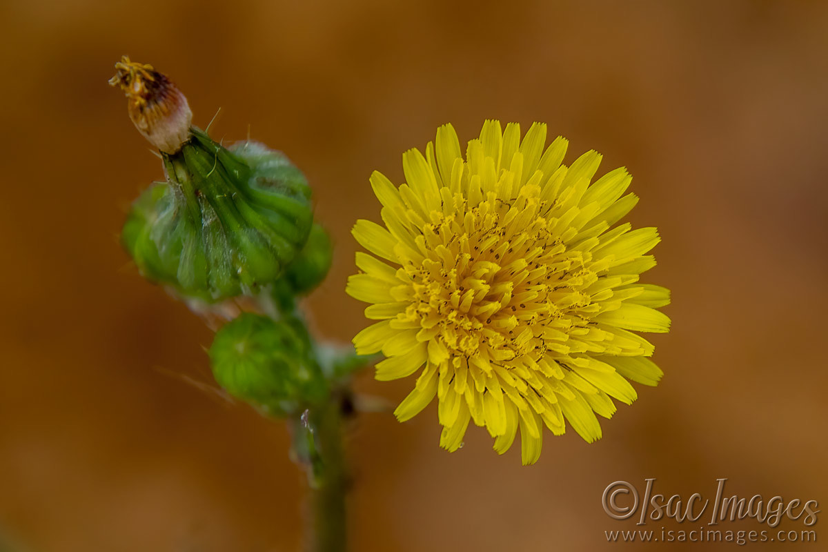 Click image for larger version

Name:	2049-Sow_Thistle.jpg
Views:	59
Size:	142.2 KB
ID:	503630