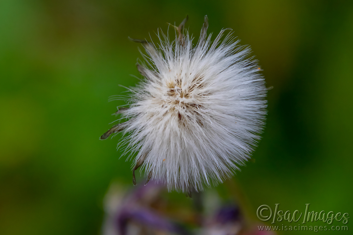 Click image for larger version

Name:	2050-Sow_Thistle.jpg
Views:	45
Size:	301.8 KB
ID:	503631