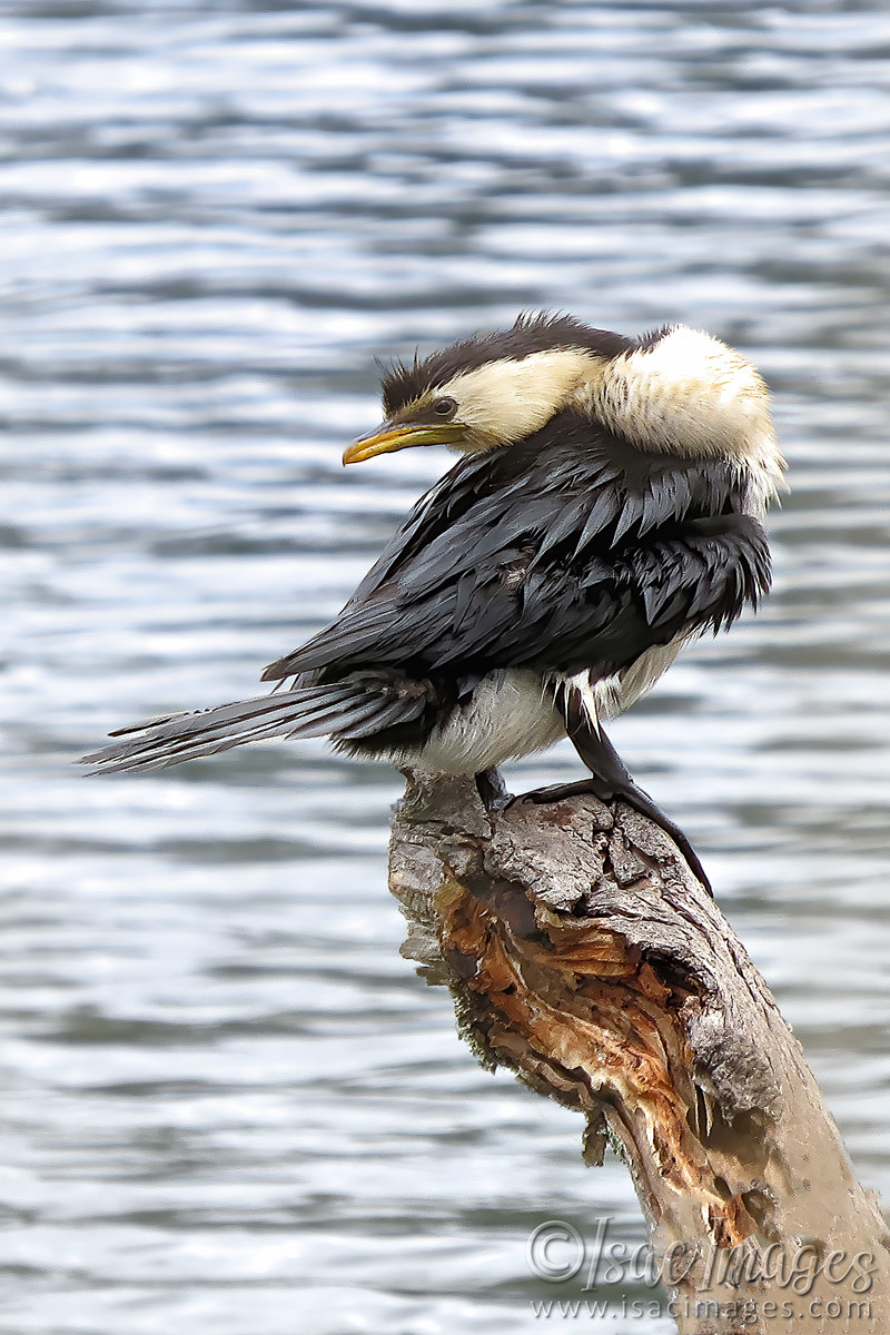 Click image for larger version

Name:	Australian_Pied_Cormorant.jpg
Views:	28
Size:	301.7 KB
ID:	503731