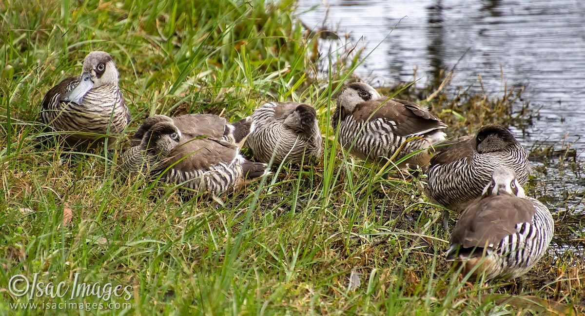 Click image for larger version

Name:	2109-Pink_Eared_Ducks.jpg
Views:	48
Size:	267.2 KB
ID:	503802