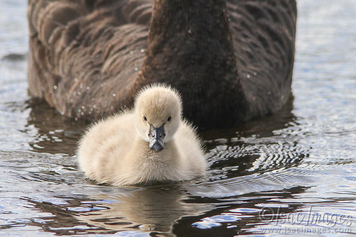 Click image for larger version

Name:	9942-Swan-and-Cygnet.jpg
Views:	27
Size:	311.4 KB
ID:	503835