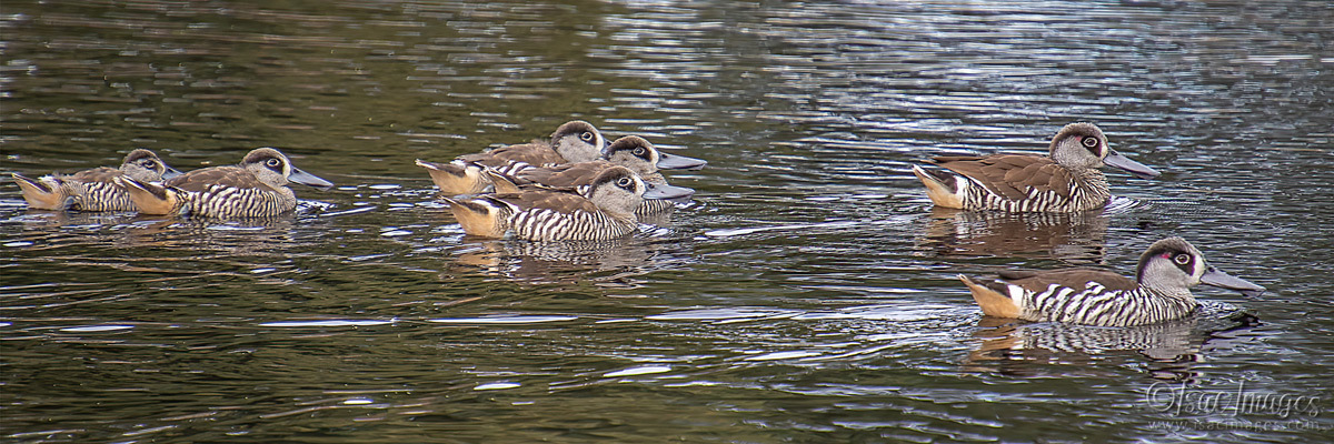 Click image for larger version

Name:	2146-Pink_Eared_Ducks.jpg
Views:	42
Size:	292.3 KB
ID:	503837