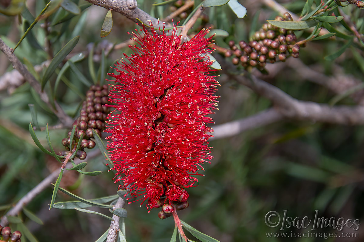 Click image for larger version

Name:	2161-Scarlet_Callistemon.jpg
Views:	62
Size:	290.9 KB
ID:	503840