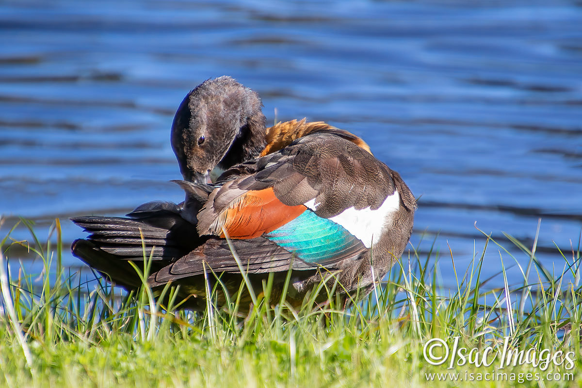 Click image for larger version

Name:	2182-Shelduck_Female.jpg
Views:	34
Size:	284.9 KB
ID:	503890