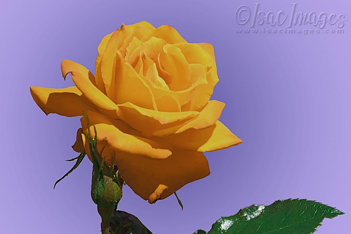 Click image for larger version

Name:	2156-Yellow_Rose.jpg
Views:	43
Size:	374.0 KB
ID:	480862