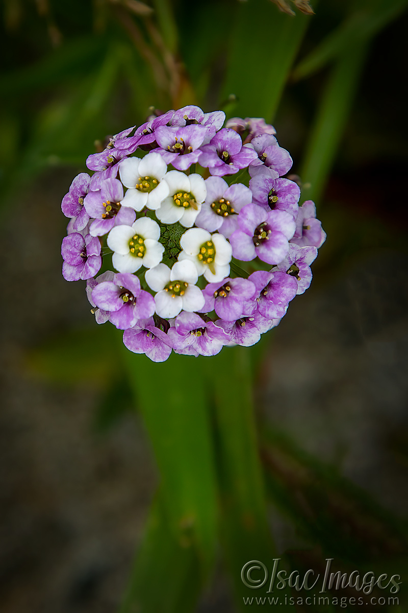 Click image for larger version  Name:	2283-Lobularia-maritima_Sweet-alyssum_Sweet-alison.jpg Views:	0 Size:	305.6 KB ID:	504001