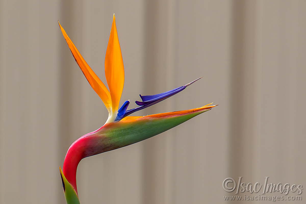 Click image for larger version

Name:	2285-Bird_Of_Paradise.jpg
Views:	88
Size:	281.9 KB
ID:	504004