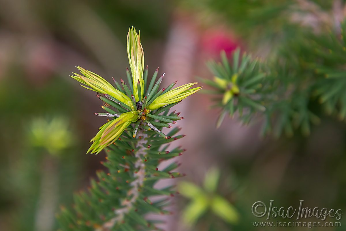 Click image for larger version

Name:	2309-One_Sided_Bottlebrush.jpg
Views:	76
Size:	280.2 KB
ID:	504006