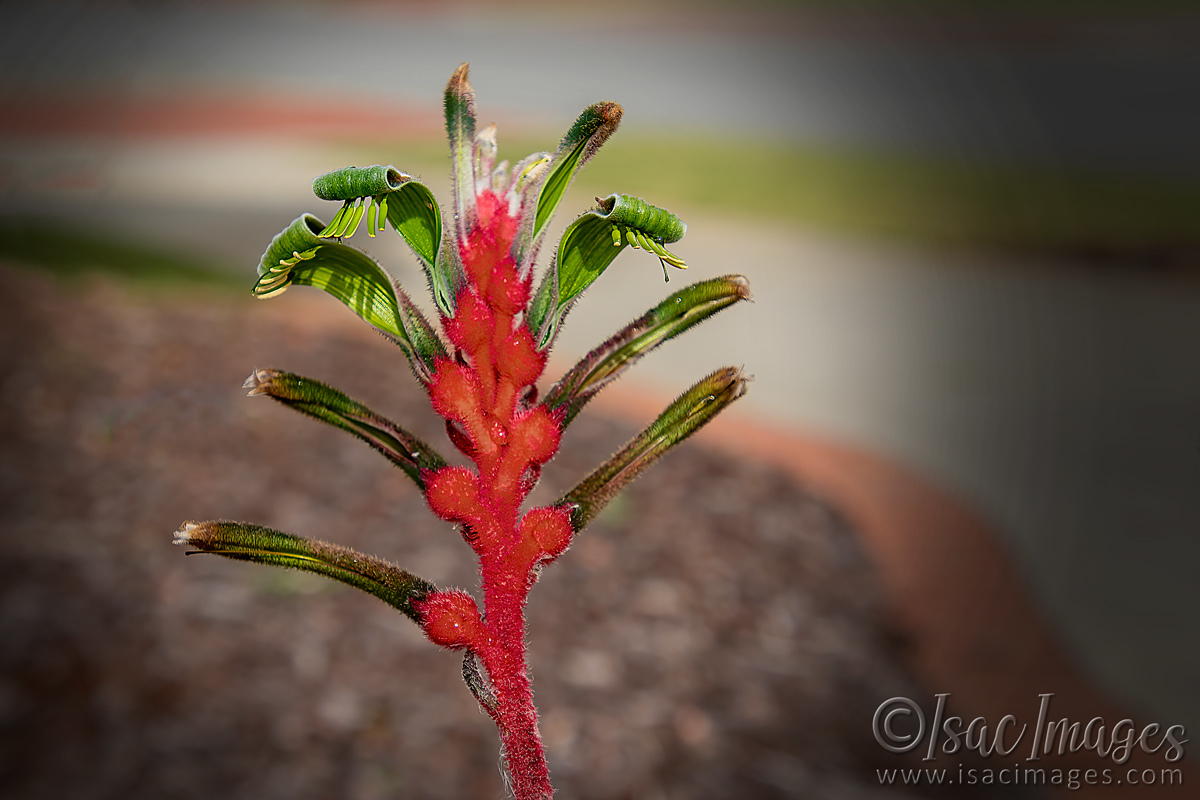 Click image for larger version

Name:	2314-Kangaroo_Paw.jpg
Views:	82
Size:	292.8 KB
ID:	504007