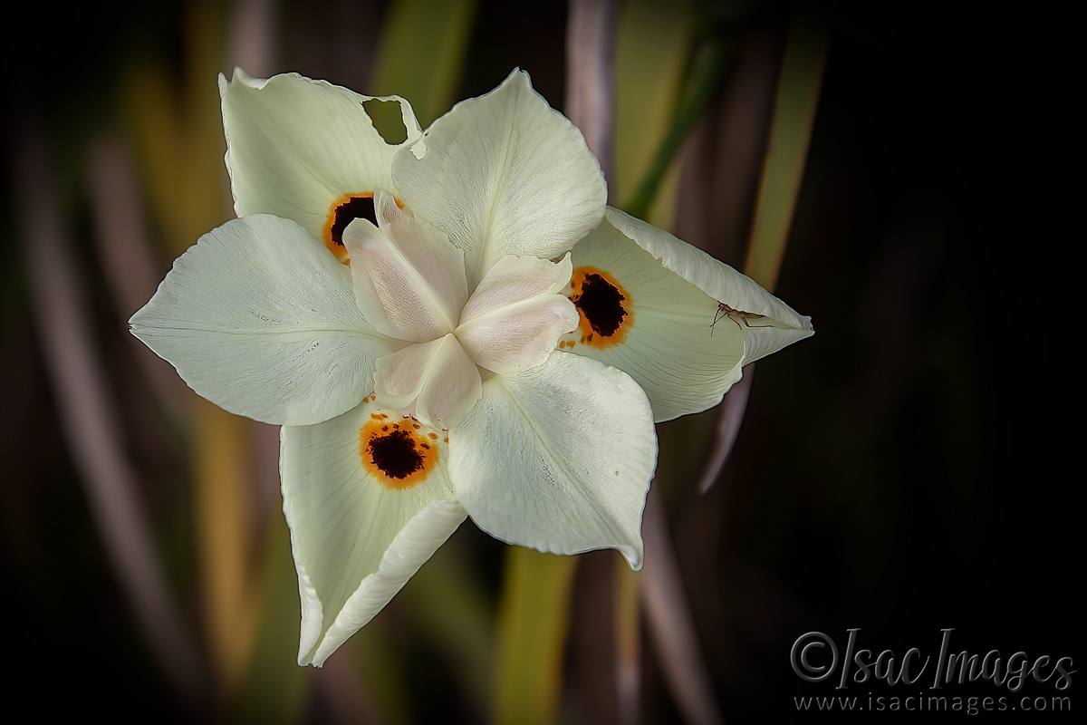 Click image for larger version  Name:	2335-Yellow_Wild_Iris.jpg Views:	0 Size:	290.7 KB ID:	504008